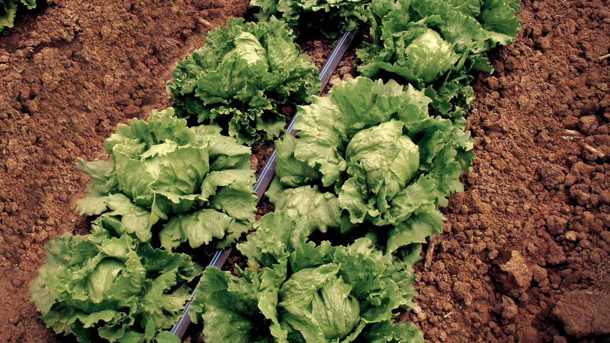 OLYMPUS DIGITAL CAMERA|Pomodori AT|Aqua-Traxx B-come_Field (5)|IR20_4471s_Aqua_Traxx_CA_1767